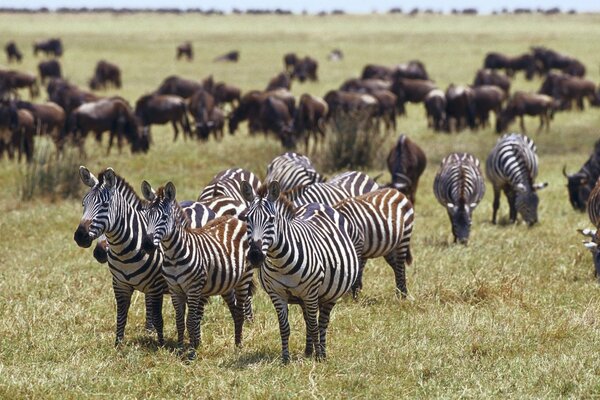 Zebras versammelten sich auf dem Rasen, um Gras zu essen