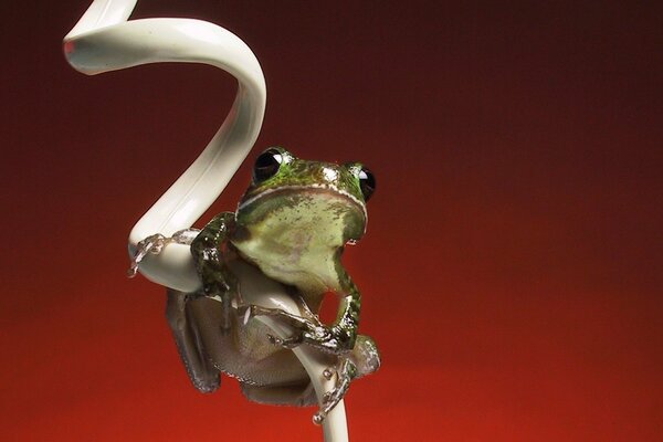 Frog on a wire on a red background