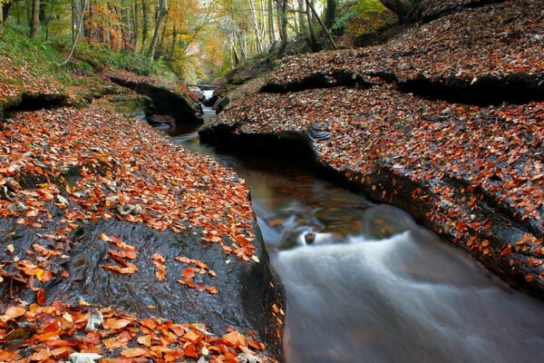 A stream in the autumn forest