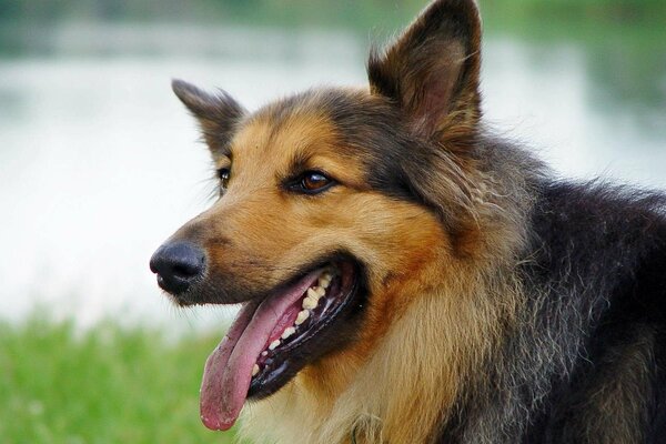 Schäferhund in der Natur mit ausgestreckter Zunge