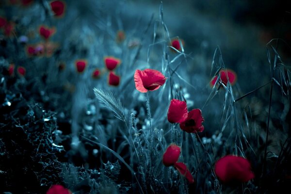 Scarlet poppies on a gray night background