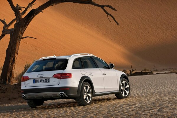 Weißes Audi-Auto in der Wüste unter einem Baum