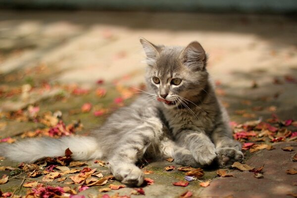 Gatito sentado en el follaje de otoño