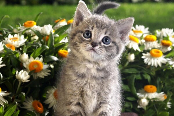 Pequeño gatito gris en margaritas