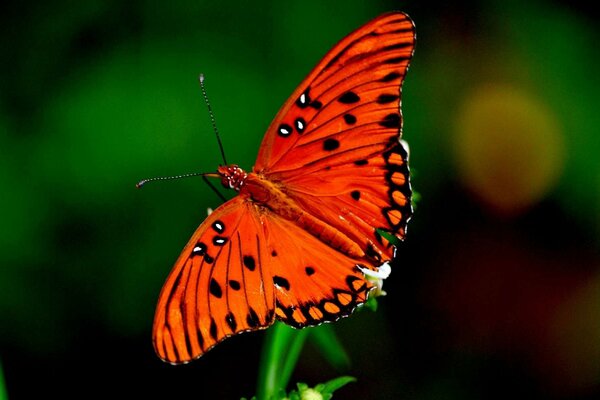 Mariposa roja brillante en una rama