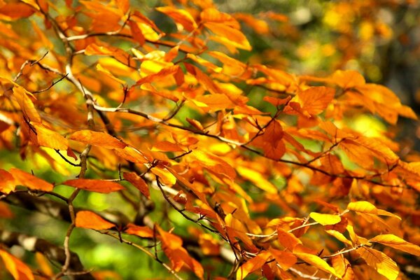 Branch with yellow leaves maaro shooting