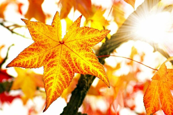 Autumn red-yellow star of happiness