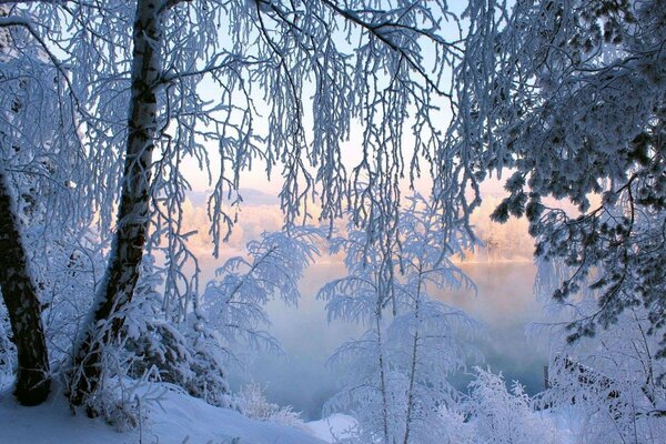 Snowy trees covered with frost