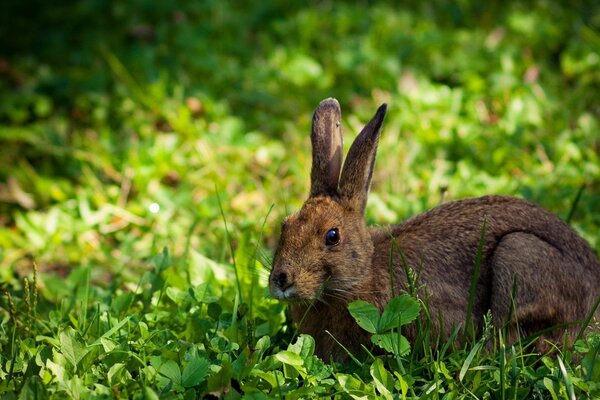 Der Hase versteckte sich im grünen Gras