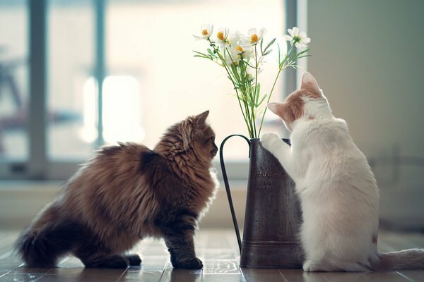 Deux chats jouent avec des marguerites