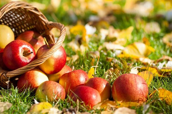 Cadeau d automne: pommes dans le panier