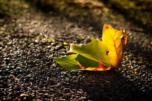 Foglia caduta autunnale solitaria