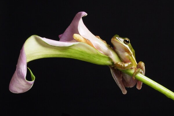 Frosch mit einer Blume auf einem einfarbigen schwarzen Hintergrund