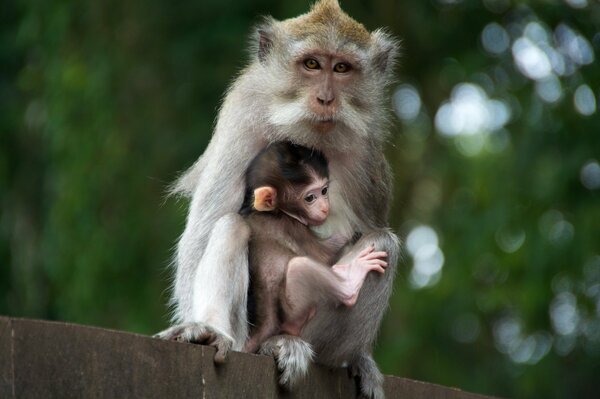 Maman prend soin de son petit