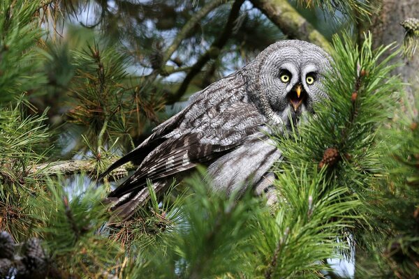 Vogeleule im Nadelwald