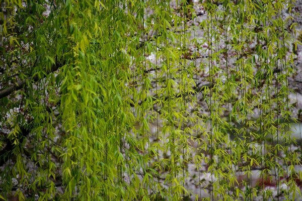 Willow branches on a rocky square