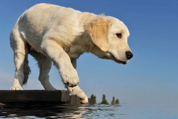 Szczeniak Retriever stoi na moście, próbując łapy wody