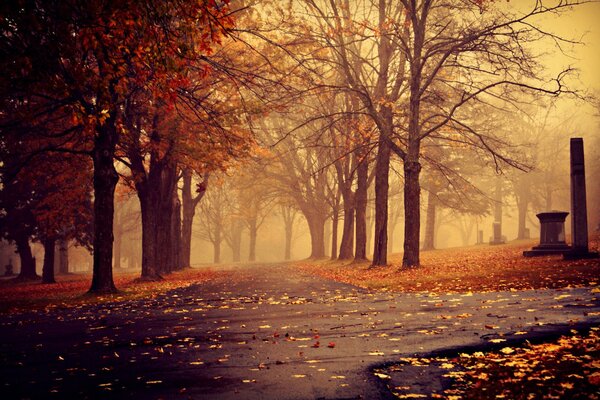 Camino con hojas caídas en un día nublado de otoño