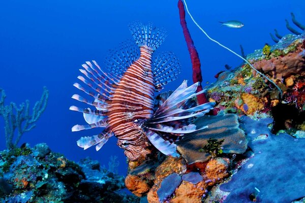 Beautiful striped lion fish on the reef