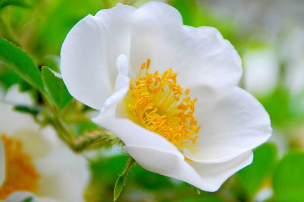 I fiori di rosa selvatica odorano di rose