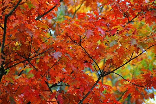 Rotes Kleid aus Herbstahorn