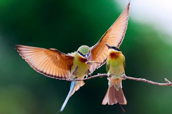 Paire d oiseaux assis sur une branche