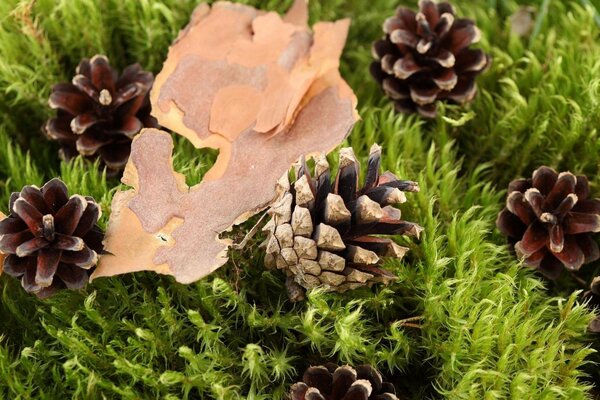 Bark and cones on green moss