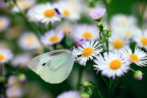 A green moth on a white daisy