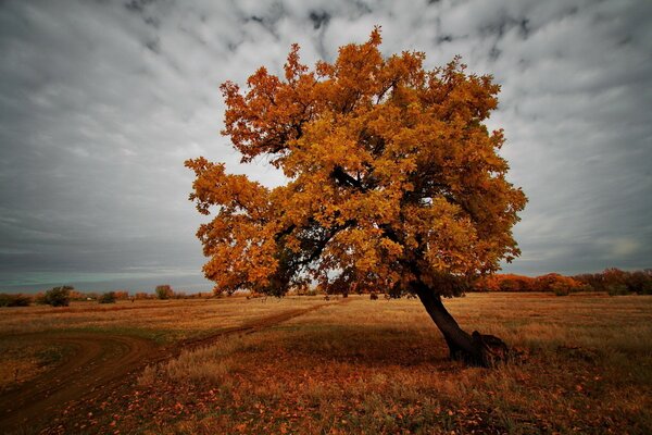 Gelber Herbstbaum auf Himmelshintergrund