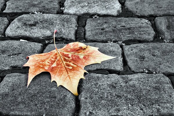 Solitaria hoja de otoño en adoquines