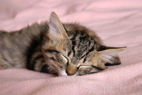 Gattino grigio che dorme sul letto