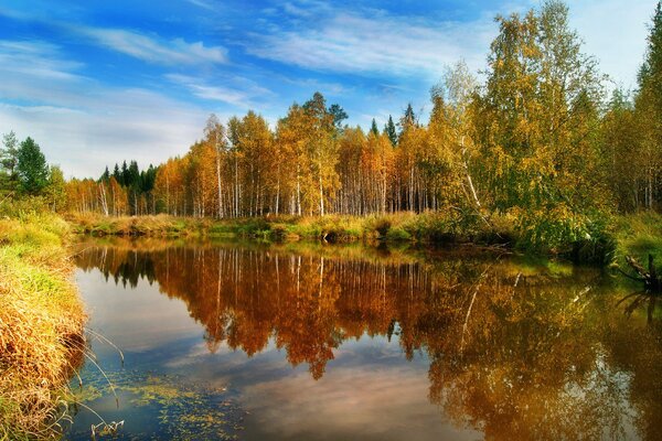 El bosque verde amarillo se refleja en el agua