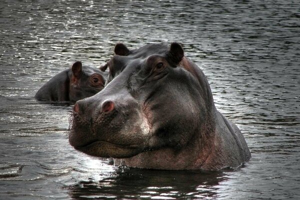 Hippopotames à moitié dans l eau nuageuse