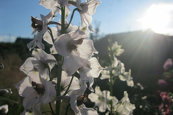 Weiße Blüten des Delphiniums an einem sonnigen Tag