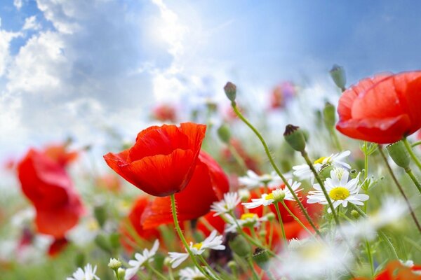 Unter dem blauen Firmament der Familie der Gänseblümchen und Mohnblumen