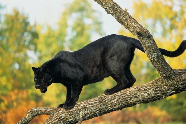 Schwarzer Panther jagt im Herbstwald