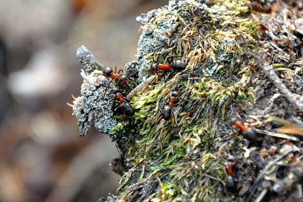 Beaucoup de fourmis sur une souche en bois