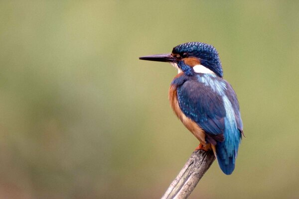 Pequeño Martín pescador azul en una rama