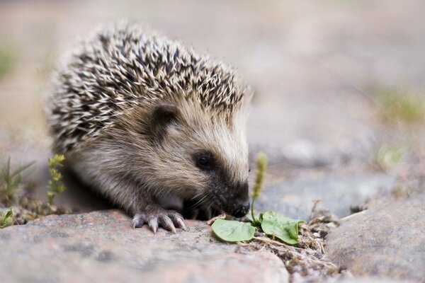 Cute hedgehog sniffs plantain with a black nose