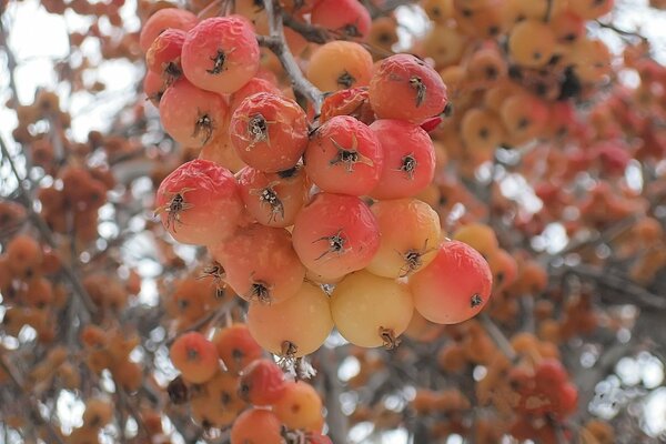 Gefrorene Äpfel am Baum