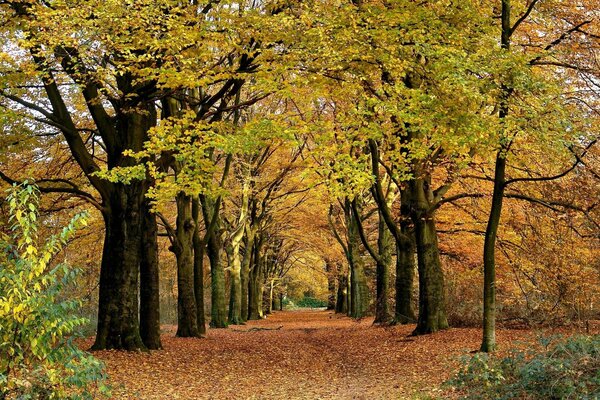 Autumn landscape in a park with an alley