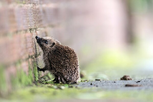 Der Igel an den Hinterbeinen schnüffelt an der Wand