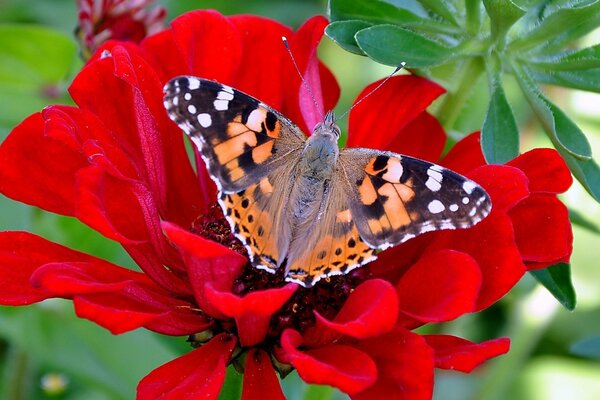 Una bella farfalla si siede su un fiore rosso