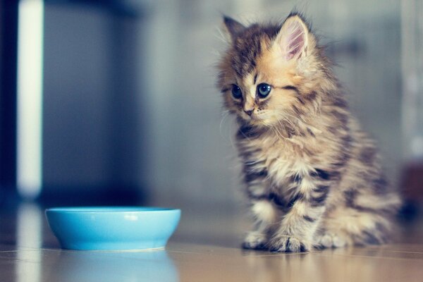 A fluffy kitten is sitting next to a bowl