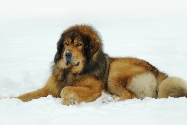 Beau Mastiff tibétain se trouve sur le blanc