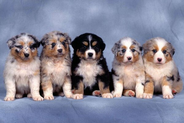 Cinq chiots mignons sur fond bleu