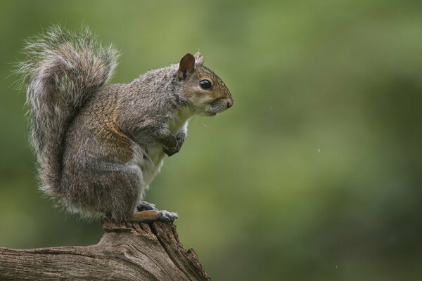 Beautiful squirrel in the forest on a stump