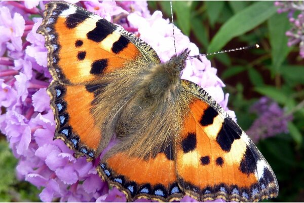 Piękny motyl siedzi na fioletowym kwiatku