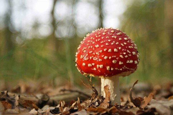 Autumn beauty of poisonous fly agaric