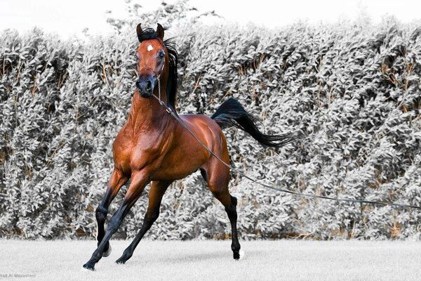 Pferd Hengst läuft im Schnee